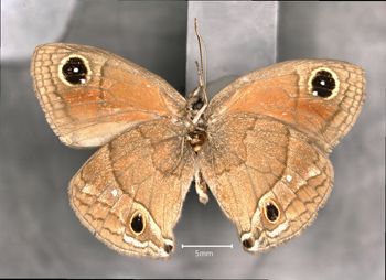 Media type: image;   Entomology 36308 Aspect: habitus ventral view